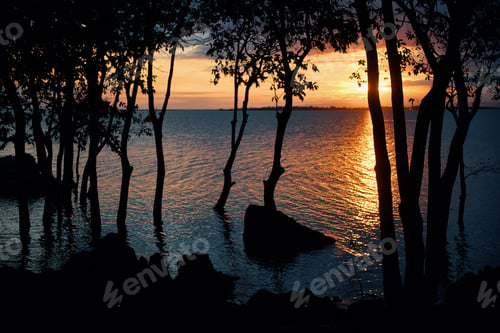 Preview: Silhouette scene the tree in the flooded land with sunset