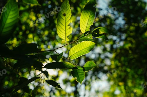 Preview: bright green trees and leaves in spring