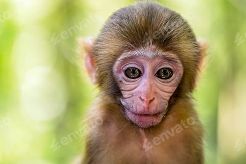 Preview: Cute baby monkey portrait