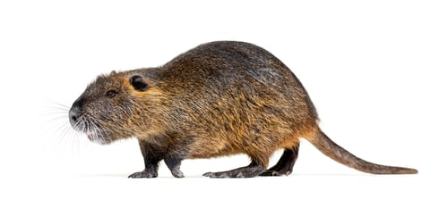 Preview: Side view of a Coypu walking, Myocastor coypus, isolated