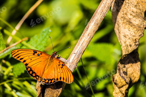 Preview: Butterfly perched upon a flower in Midtown Sacramento, CA