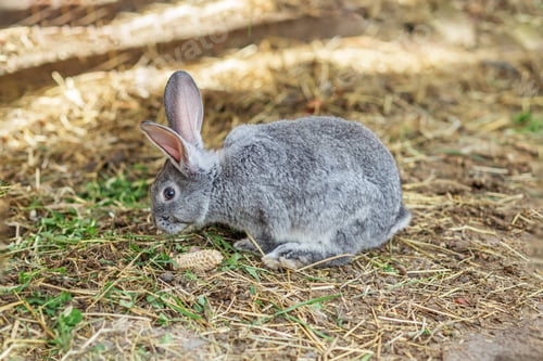 Preview: Gray rabbit foraging in a barn on a sunny afternoon
