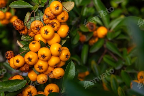 Preview: Close-up Bunches of yellow berry Pyracantha Coccinea in autumn garden.