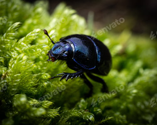 Preview: Closeup shot of a dark blue beetle on green leaves