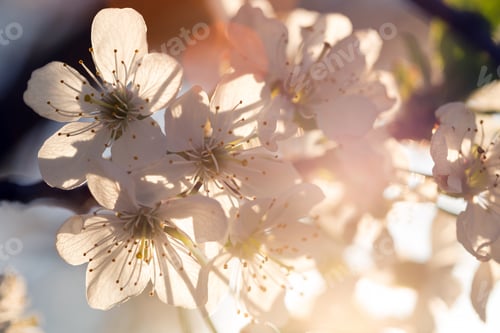 Preview: flowering tree apricot