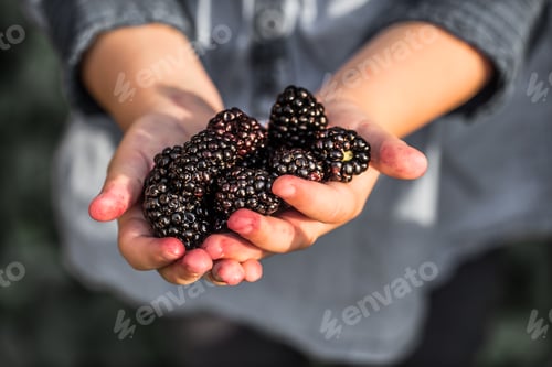 Preview: girl holding in hand fresh blackberries