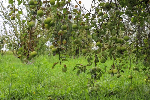 Preview: Autumn fruits hanging on a tree branch in the garden.
