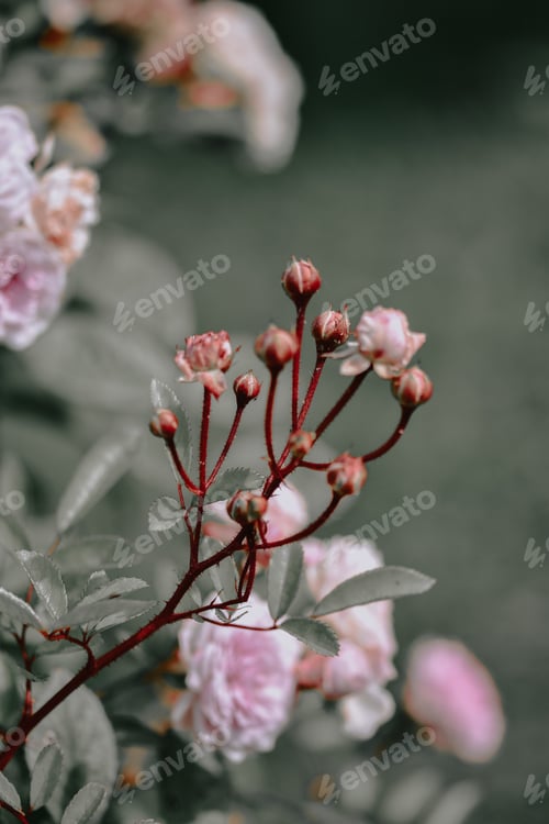 Preview: Vertical shot of pink peony buds - great for wallpaper