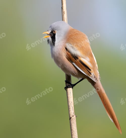 Preview: Bearded reedling, Panurus biarmicus. A bird sits on a reed stalk and sings, calling