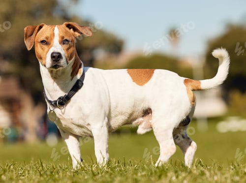 Preview: I love the park. Full length shot of an adorable young Jack Russell standing outside on a field.