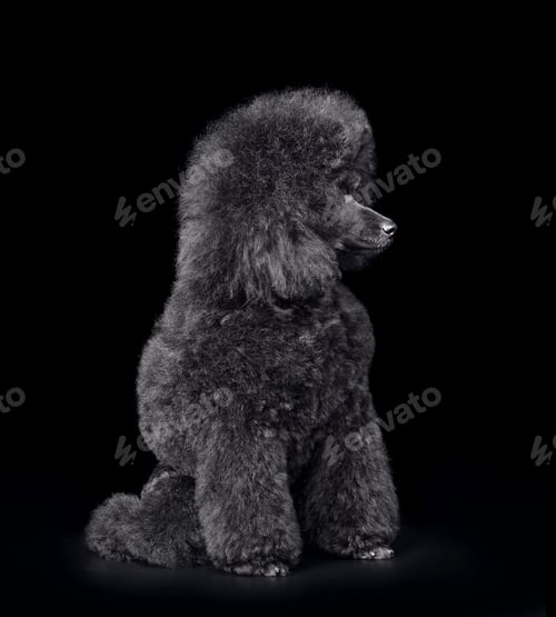 Preview: Funny puppy of black poodle