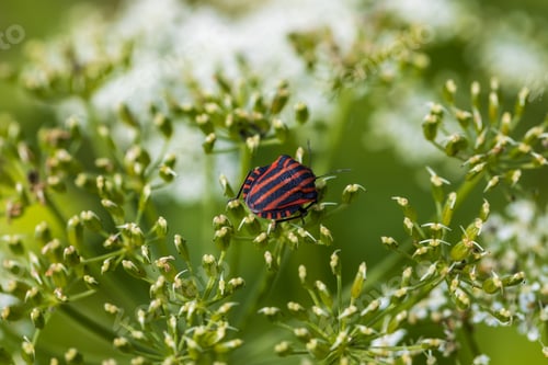 Preview: Bedbug or Striped bug on one of your favorite plants
