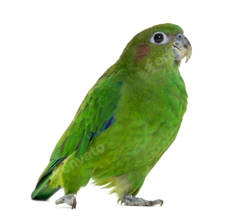 Preview: Pileated Parrot isolated on white