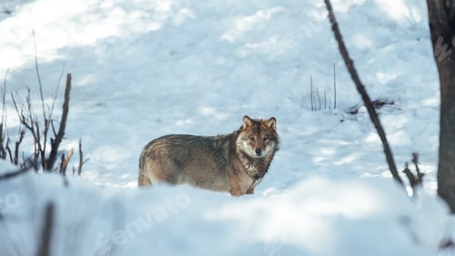 Preview: Wolf on hill near stones and snow