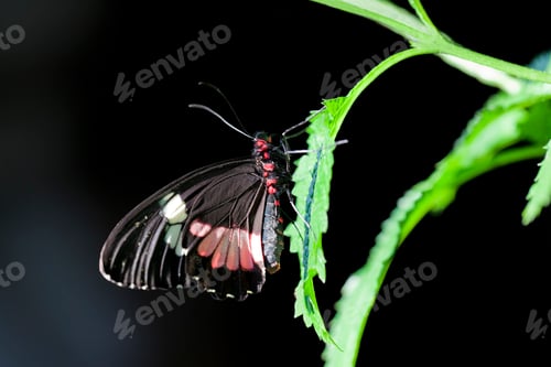 Preview: Central American Cattleheart Butterfly