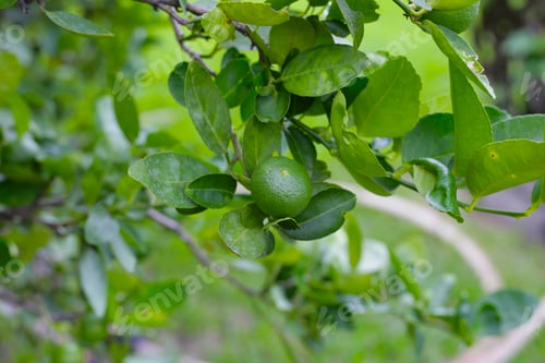 Preview: Fresh lime fruits on tree