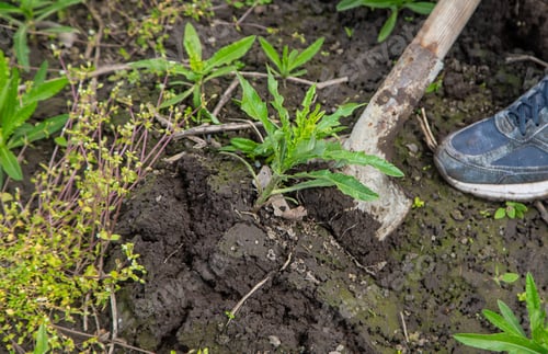 Preview: Digging up the weed sow thistle in the garden. Selective focus.