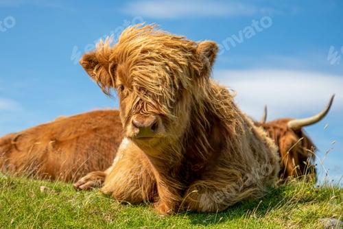 Preview: Closeup of a cute baby brown highland cattle in a lush green field