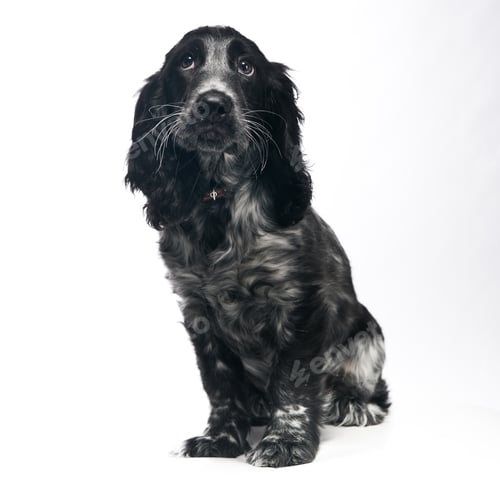 Preview: Cocker Spaniel puppy dog