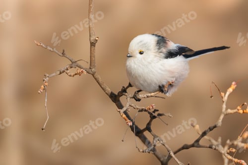 Preview: Little long-tail tit bird perched on a tree branch with a dry grass backdrop