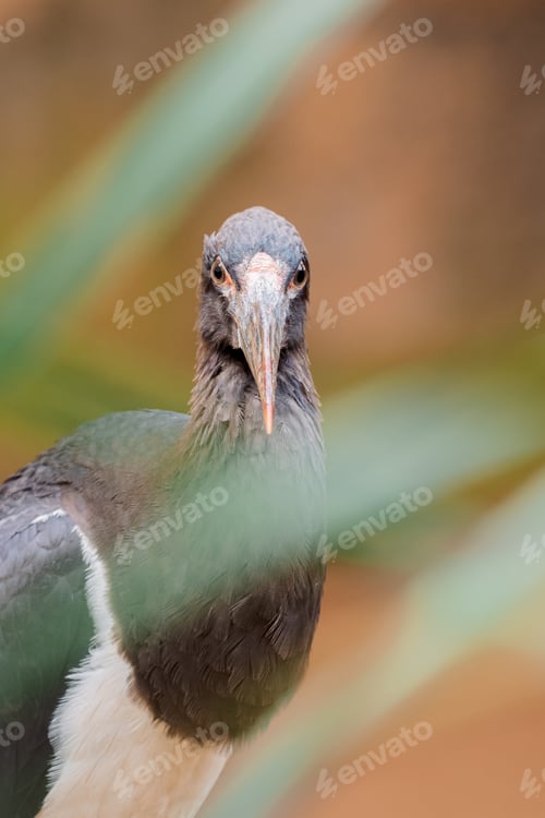 Preview: Portrait of black stork with blurred foliage