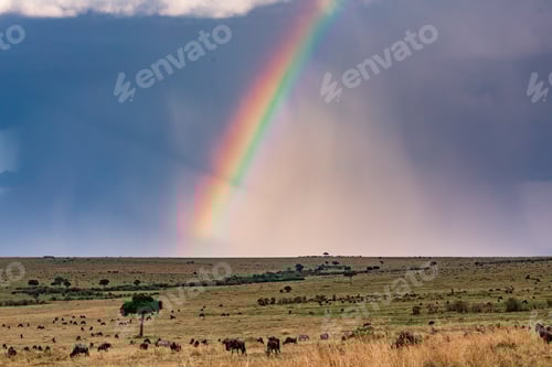 Preview: Kenya Landscapes Rainbow Dramatic Cloud Rainy Wildlife Animals Savanna Grassland Wilderness Rainbow