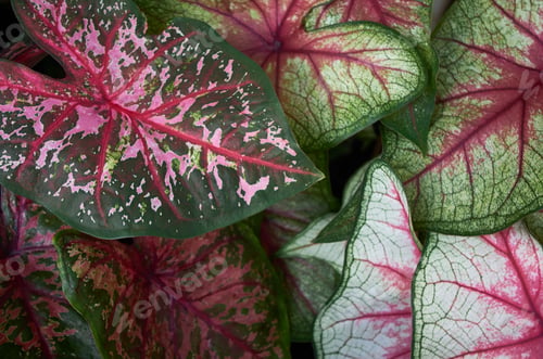 Preview: Close-up the leaves pattern of variegated plant