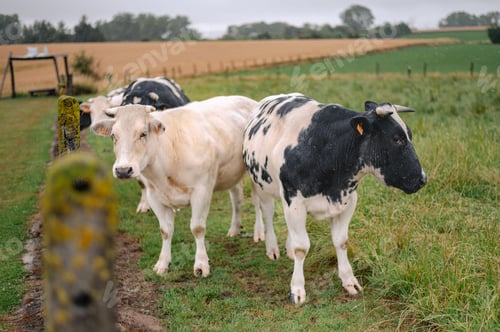 Preview: Brown Cow Grazing on green meadow