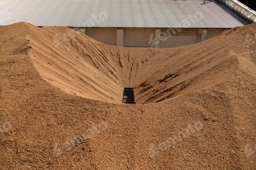 Preview: Uncleaned unsorted grain with debris after being harvested by a combine.