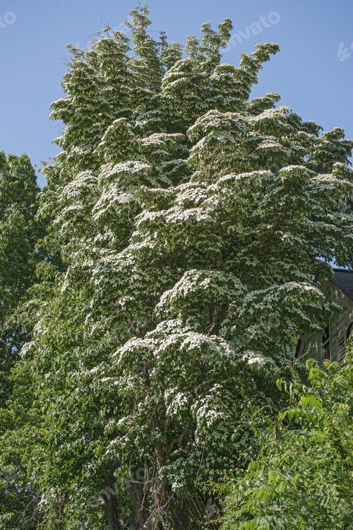 Preview: Kousa Dogwood (Cornus Kousa). Called Chinese Dogwood, Japanese Flowering Dogwood, Japanese