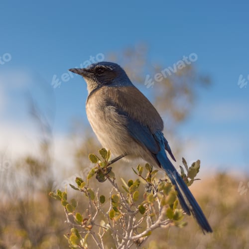 Preview: Bluebird