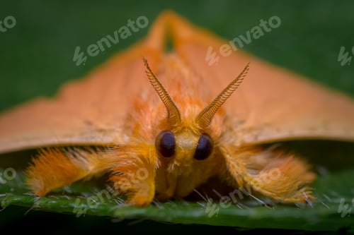 Preview: Yellow moth resting on a green leaf