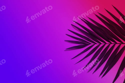 Preview: Green tropical palm leaf isolated on purple pink gradient background. Flyer for ad, design