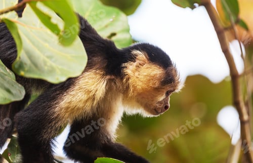 Preview: Monkey in Costa Rica