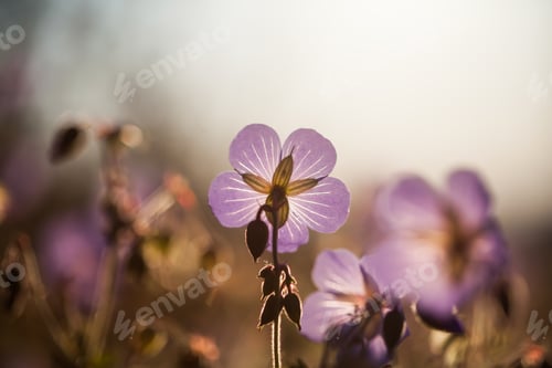 Preview: Summer field of flowers