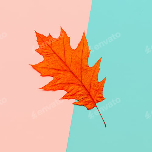 Preview: Autumn Leaf Herbarium Minimal art