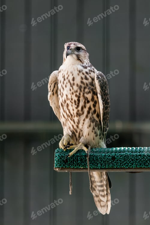 Preview: Beautiful falcon