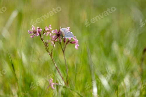Preview: Blue Butterfly Sitting On Flower