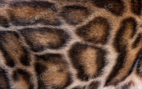 Preview: Macro close-up on the Brown bengal cat hair