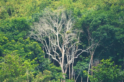 Preview: view of tropical forest, Khao Yai National Park, Thailand