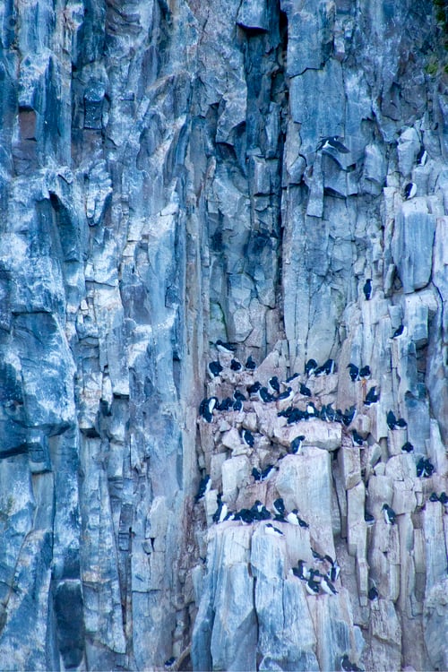 Preview: Birds Cliff, Brünnich's Guillemot, Billefjord, Norway
