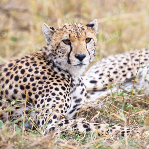 Preview: Cheetah rests at plains of Serengeti