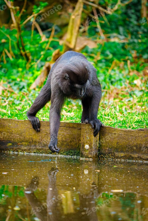 Preview: Curious monkey gazing at its reflection in calm water, pondering its identity and existence.