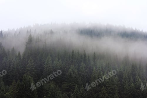 Preview: Fog over the forest in the mountain