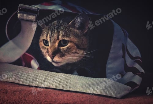 Preview: A cat