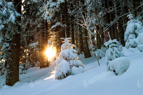 Preview: Snow covered little pine tree in winter forest