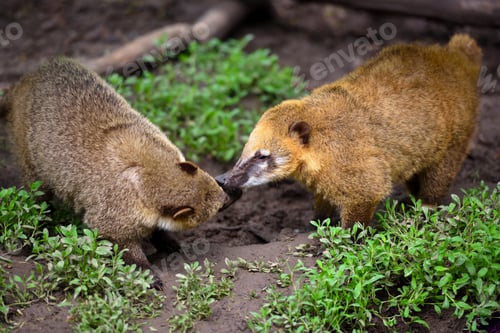 Preview: South American Coati (Nasua), wild animals looking like raccoon