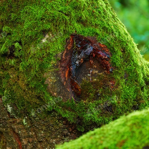 Preview: Tree trunk