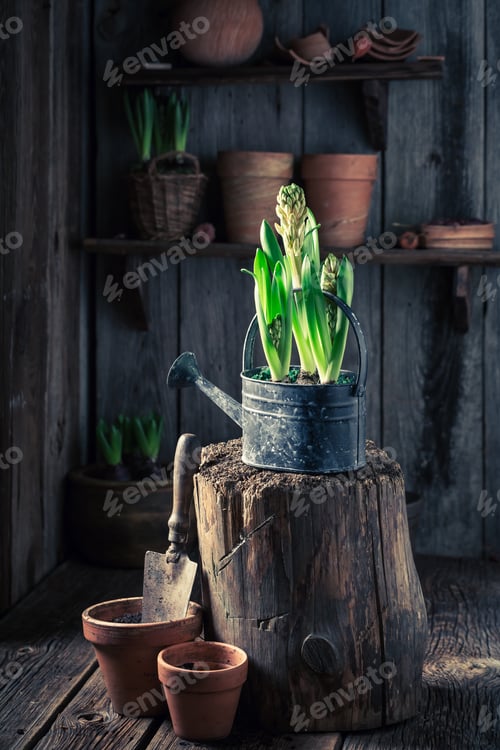 Preview: Freshly grown spring flowers in the rustic wooden cottage