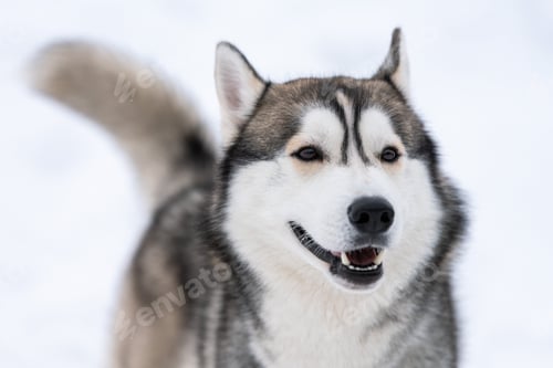 Preview: Husky dog portrait, winter snowy background. Funny pet on walking before sled dog training.